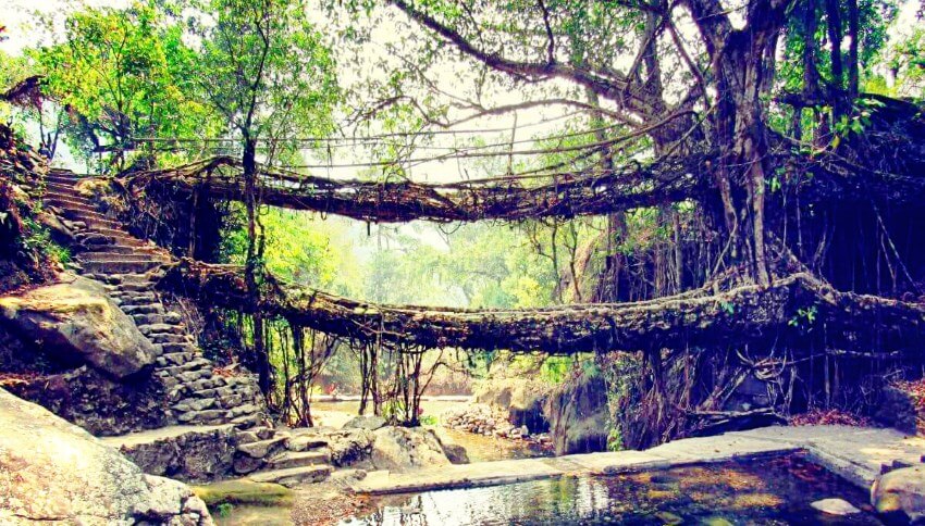 Double decker living root bridge