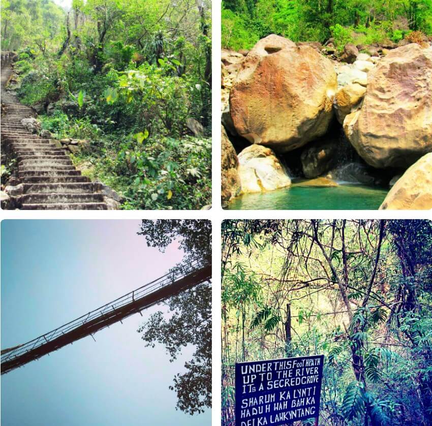 Double Decker Root Bridge