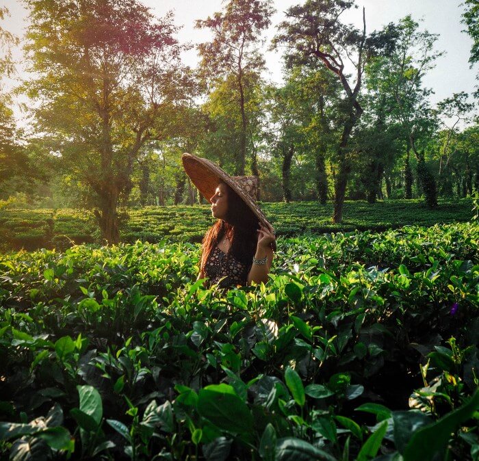 Exploring the Tea fields of Assam
