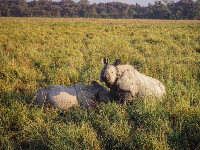 Rhinos of Kaziranga National Park Assam