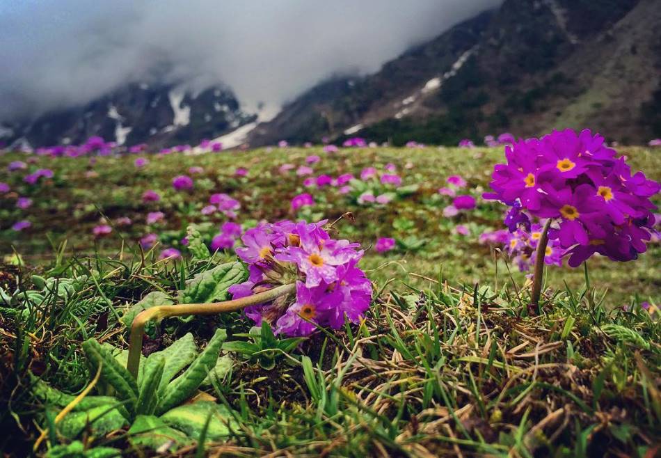 Yumthang - A Valley of Flowers in Sikkim