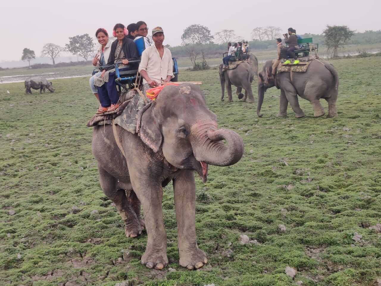 elephant safari in kaziranga