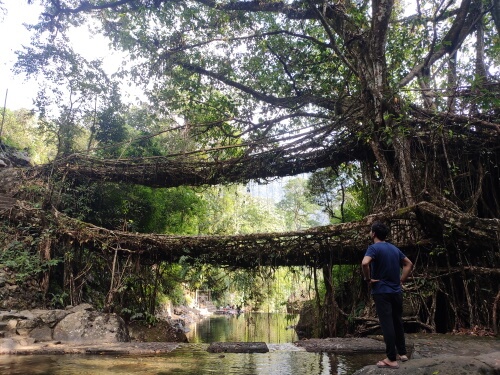 Double Decker Living Root Bridge